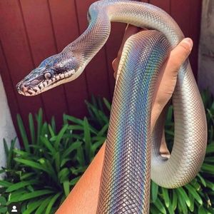 Meet your Posher, Patricia